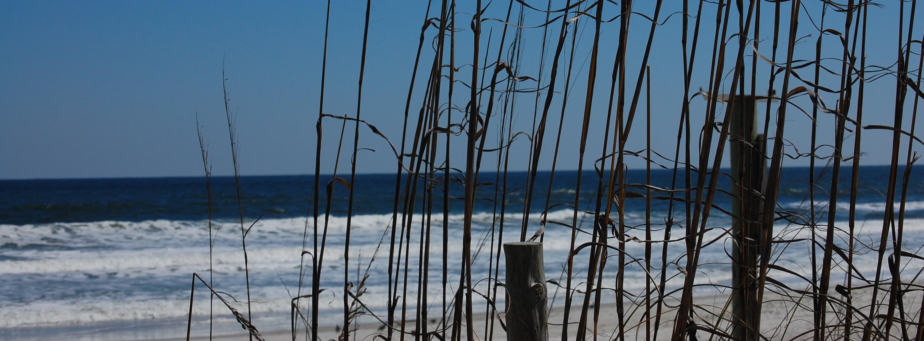 ocean reeds